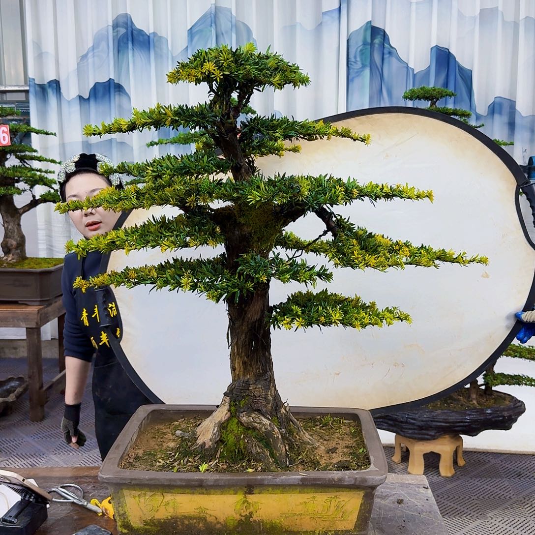 无花朵罗汉松8888881788