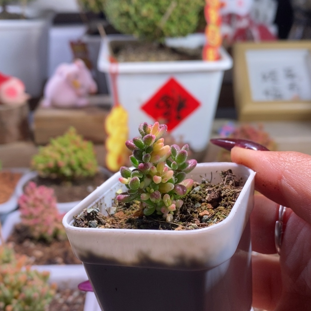 红宝石全锦带盆土发货一物一拍