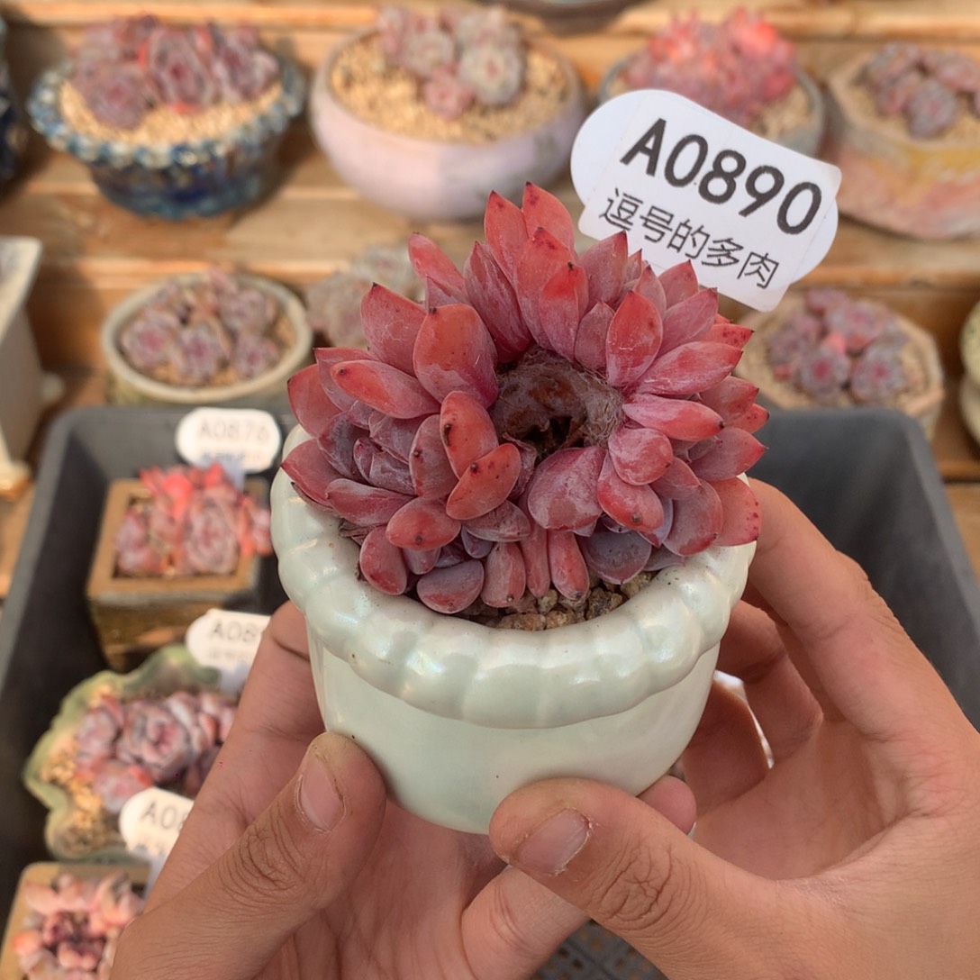 A0890 石榴籽缀 实生 7.5cm