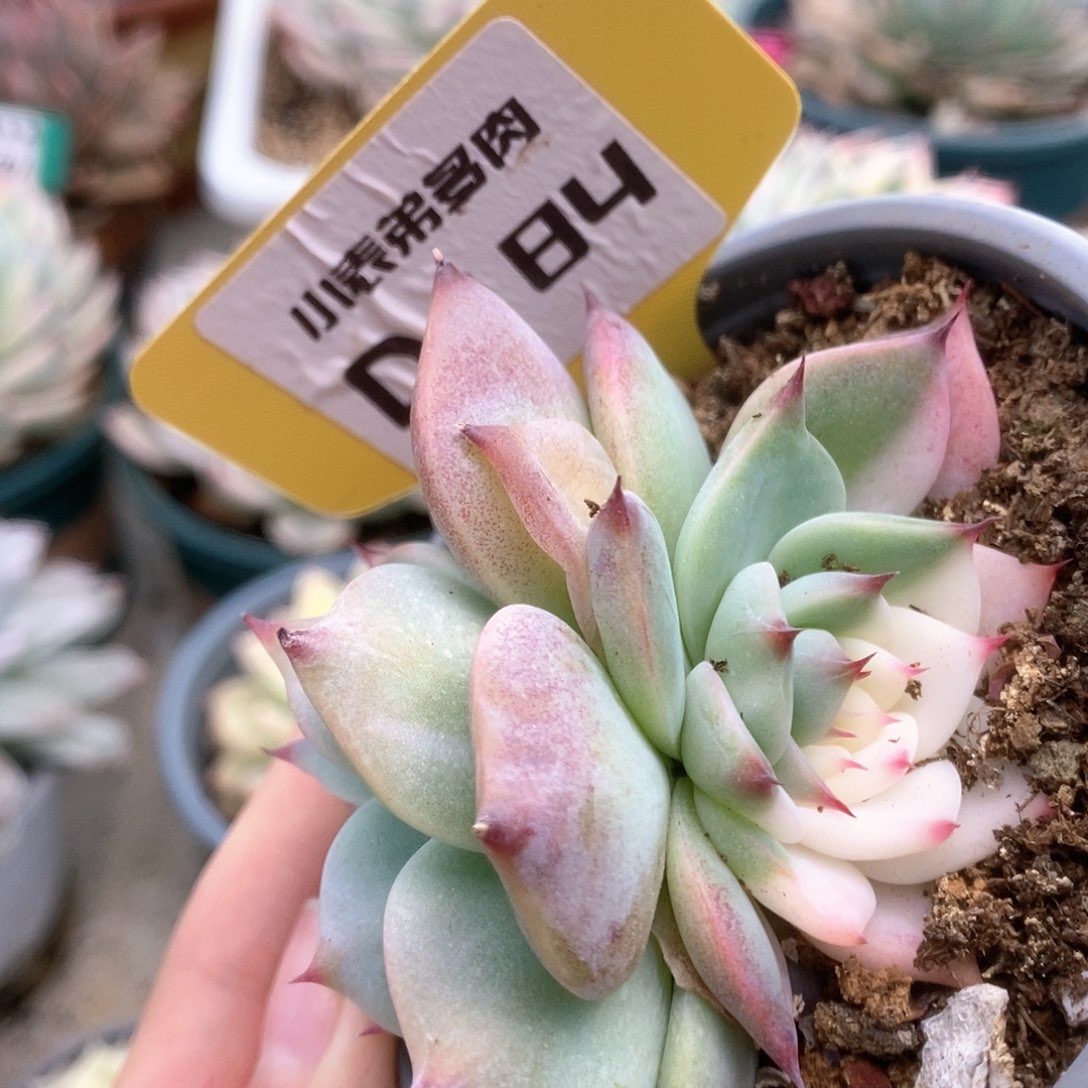 184锦锦锦锦锦锦