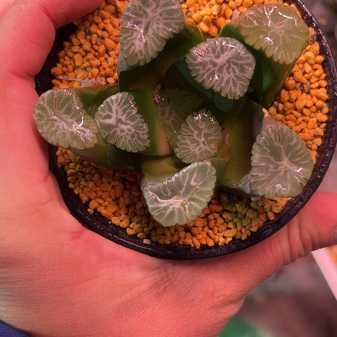 三色万象十二卷多肉植物