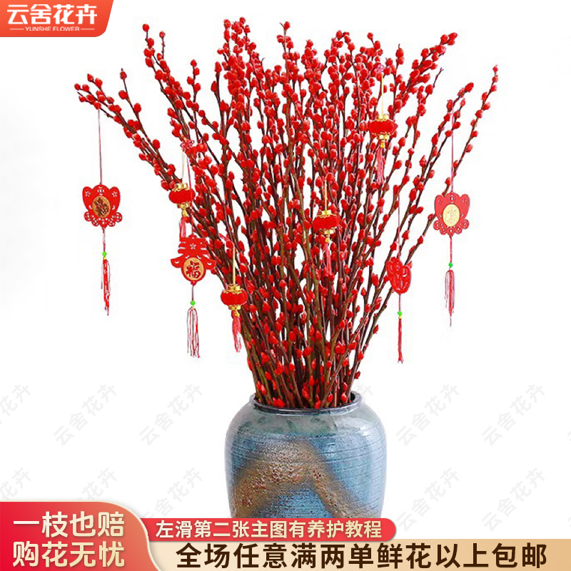 【云舍花卉】60cm【银柳】 年宵 吸色 任意两单包邮