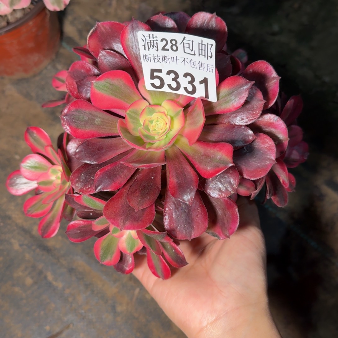 5331美杜莎不包断枝