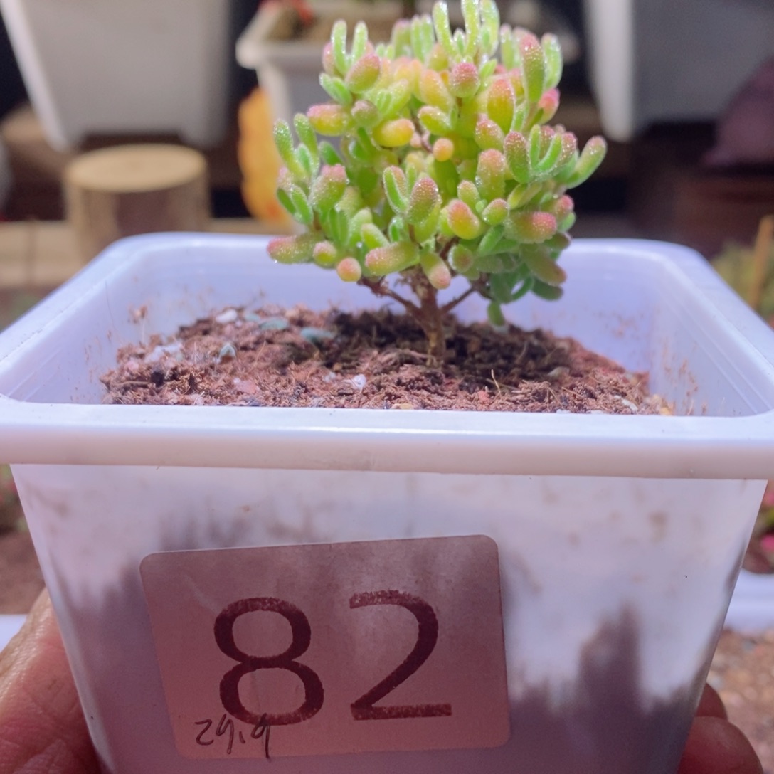 冰晶带盆土发货一物一拍