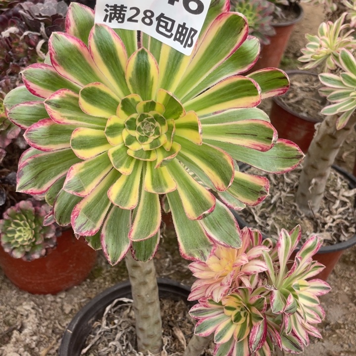 君****?1146二号棚V仅仅多肉B