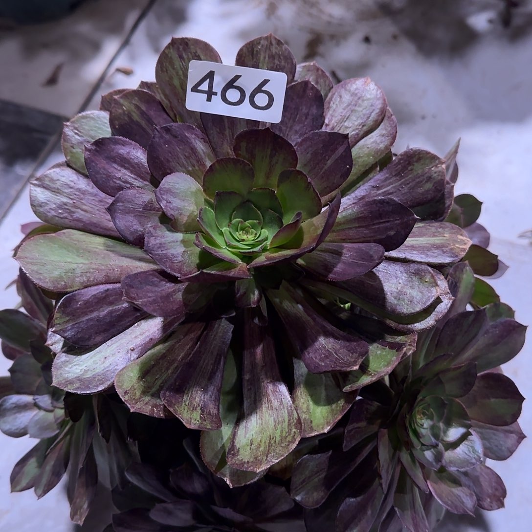 多肉植物法师墨染466