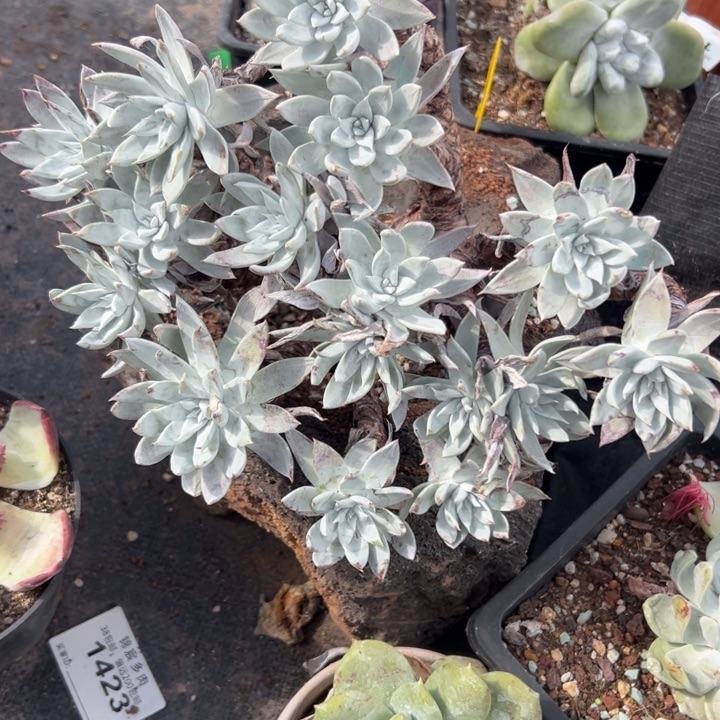 梓***淳谢谢宝～一物一拍1257