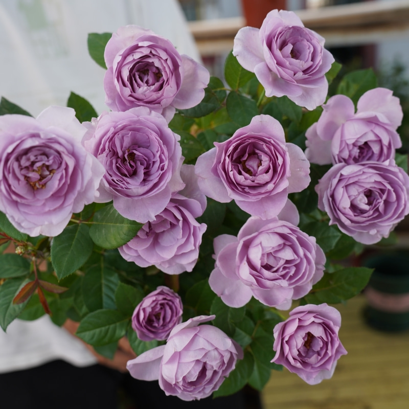 【蓝色风暴】淡紫色浓香大花新手易养耐热耐寒月季阳台月季庭院花卉