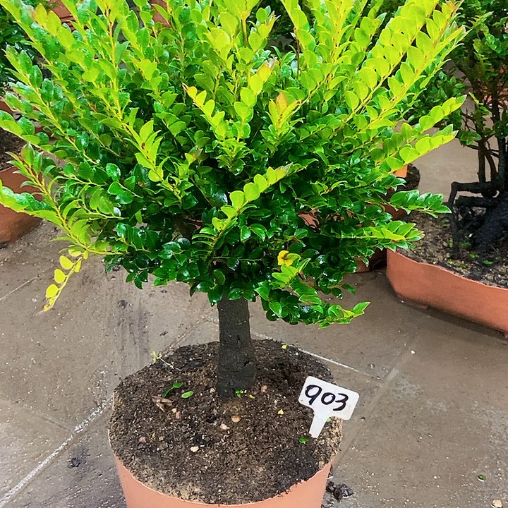 无花朵小叶紫檀亲