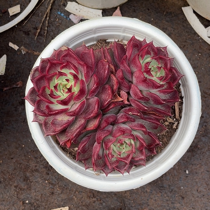 心***灵黑夜多肉植物群生