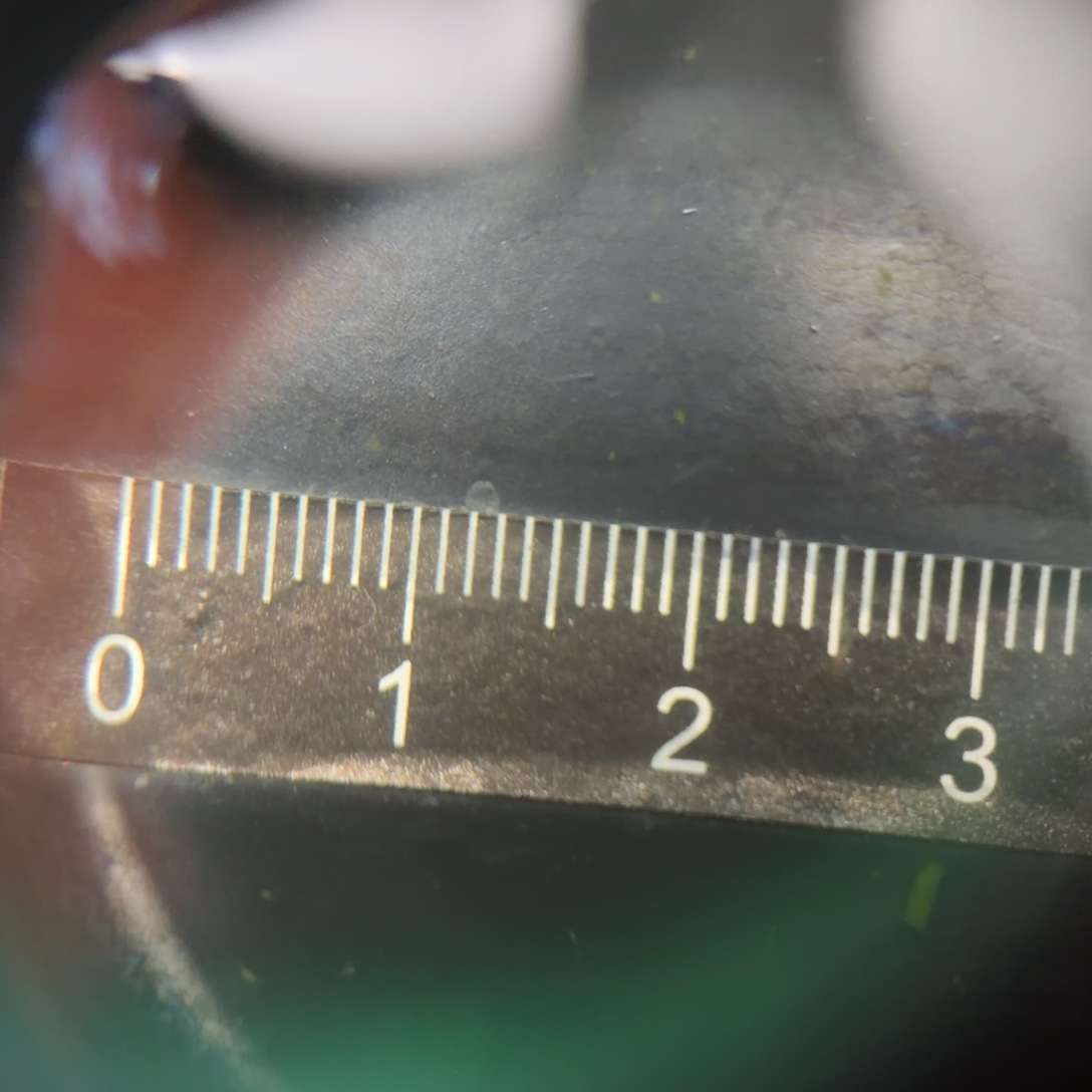 青鳉鱼编号 28 天目真长鳍一对