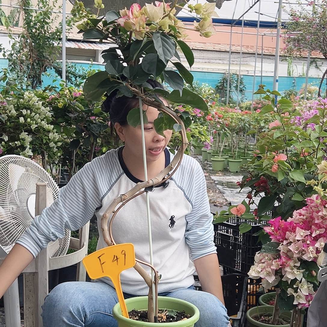 @****大部分花苞少量开放F49娆