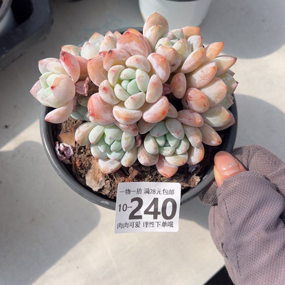 冷香多肉多肉多肉多肉