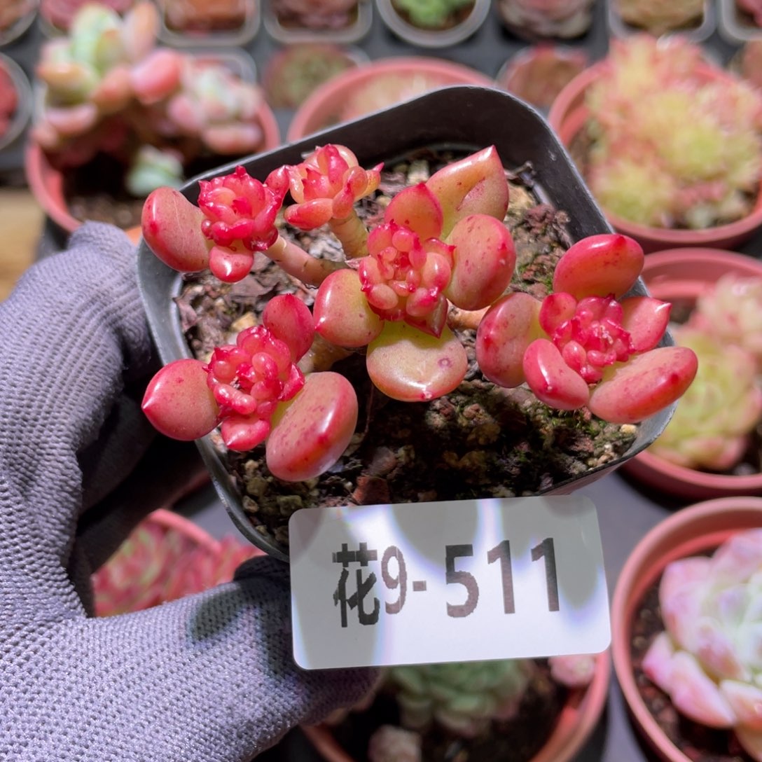 花利美9-511苹果花