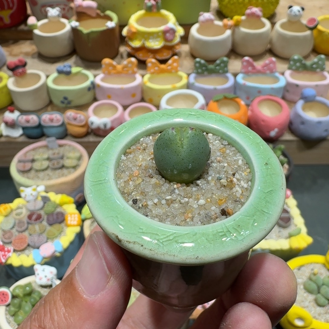 蘑菇1337少将多肉植物