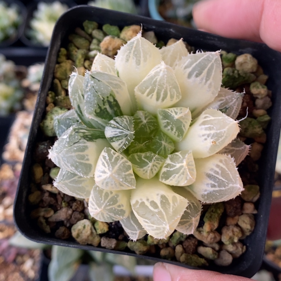 一颗实生大叶楼兰锦 元旦福利