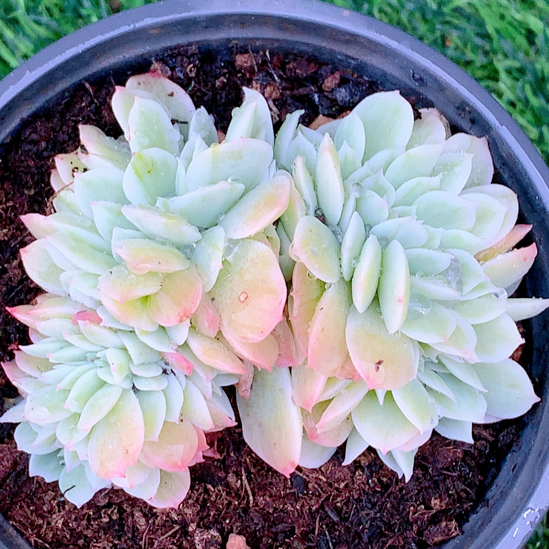 柠檬玫瑰锦缀精品多肉植物盆栽阳台花卉好养一单包邮