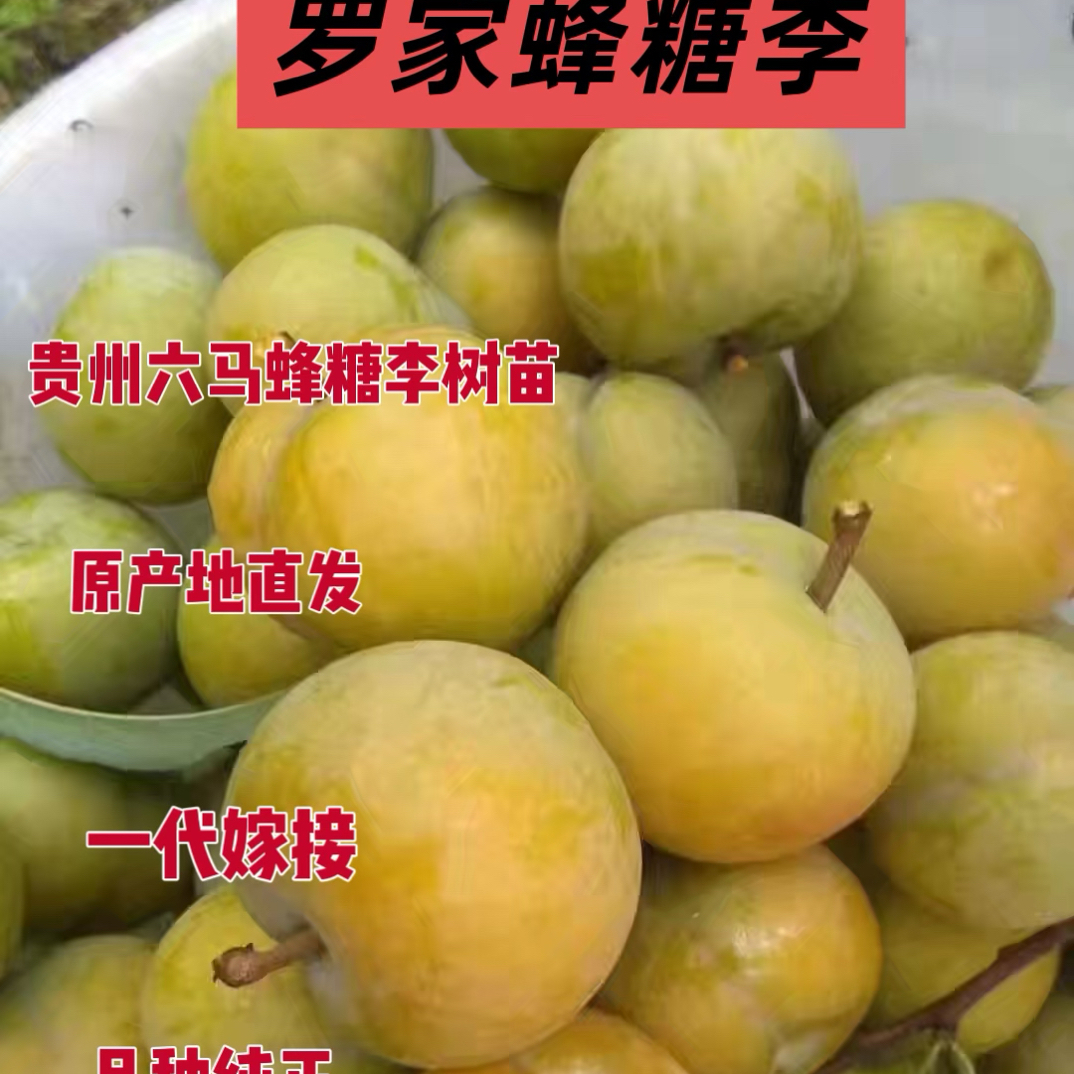 贵州六马正宗蜂糖李苗原生枝条一代嫁接苗1年2年嫁接苗