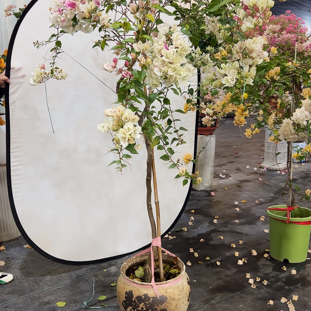 纷***扰完全开放三2222222