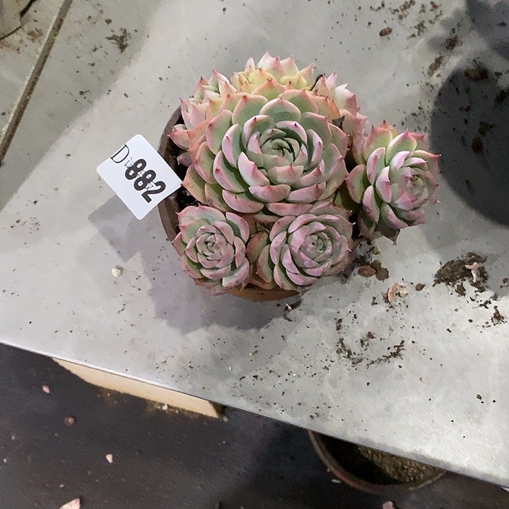 一***人882侧影多肉植物红灵魂多肉