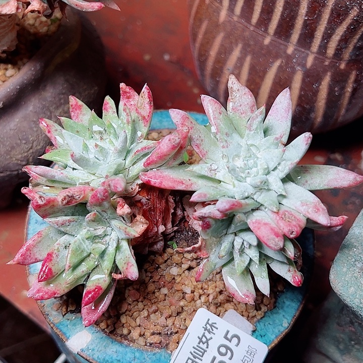 9595墨西哥法锐仙女杯多肉