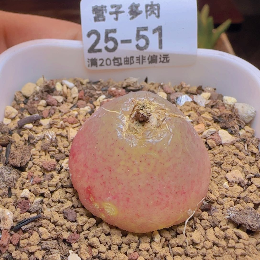 灯泡2.8➕带盆土发货。      