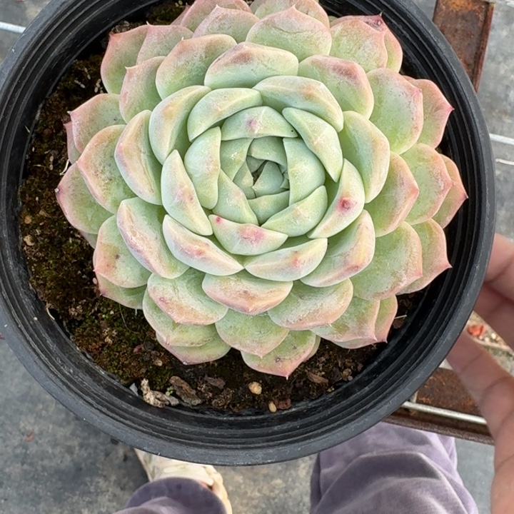 珍妮体多肉植物绿植