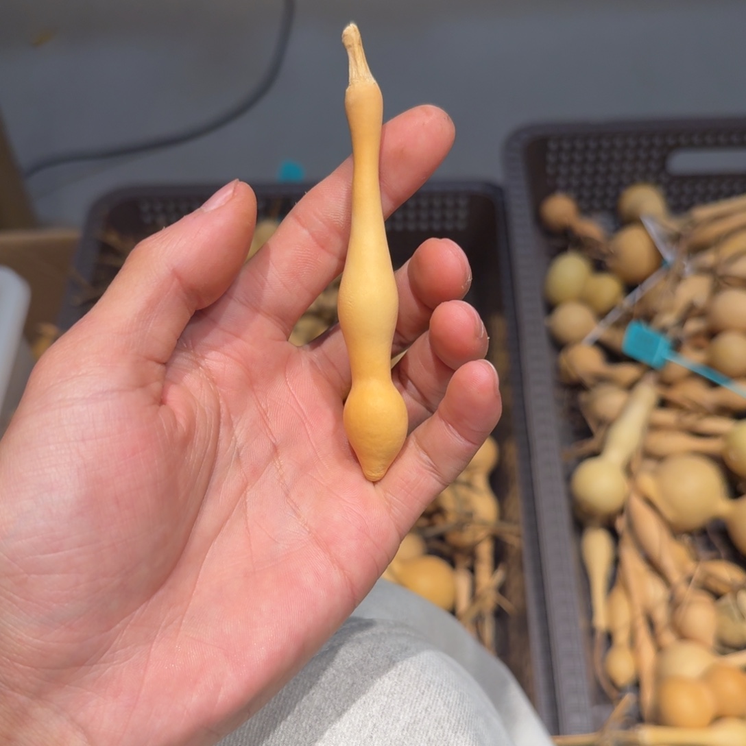 清***凉發財精品葫芦闪购