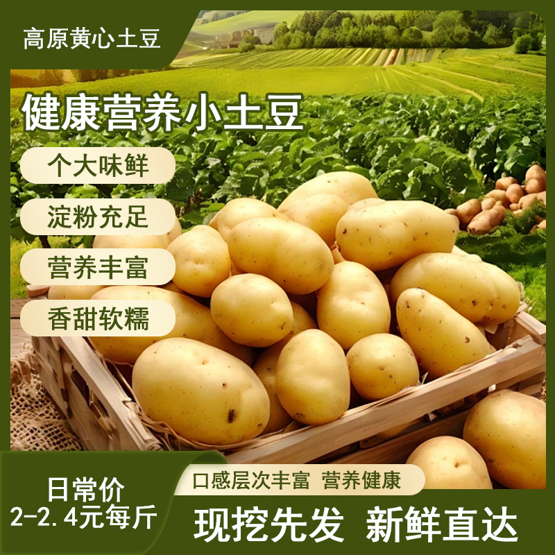云南高山黄心土豆憨包洋芋皮薄软糯沙当季蔬菜