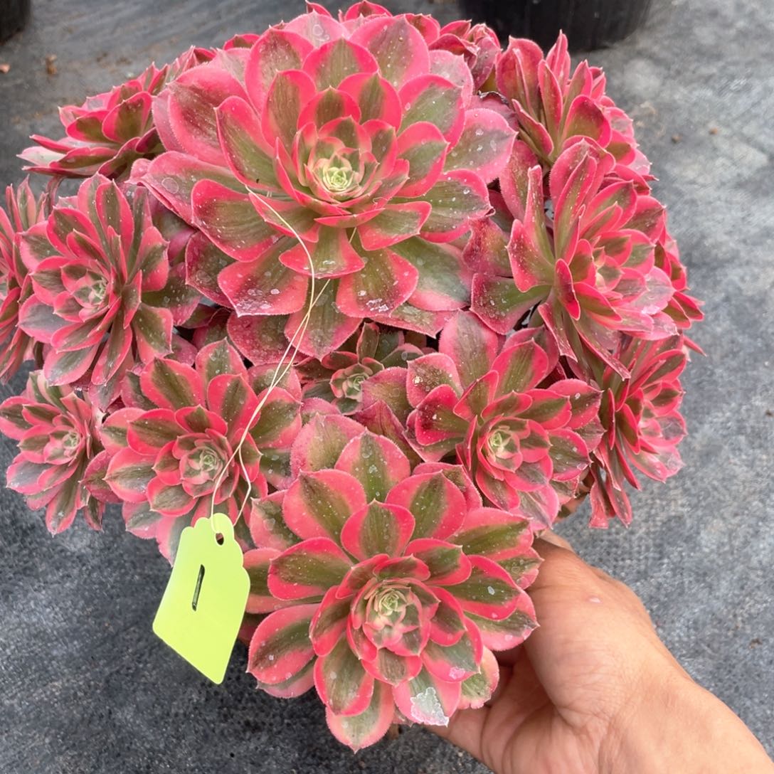 粉女妖老桩手捧1