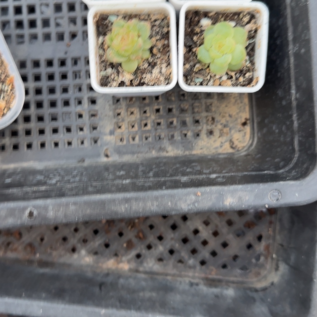 T5珍妮盆一个满25包邮