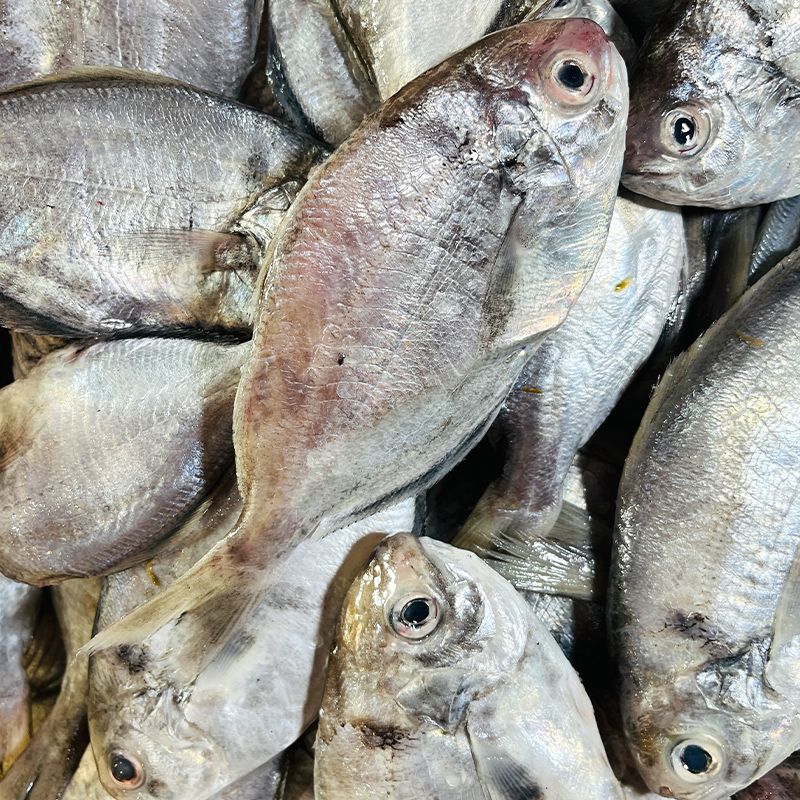 神泉本港小船肉鲳鱼，南昌鱼