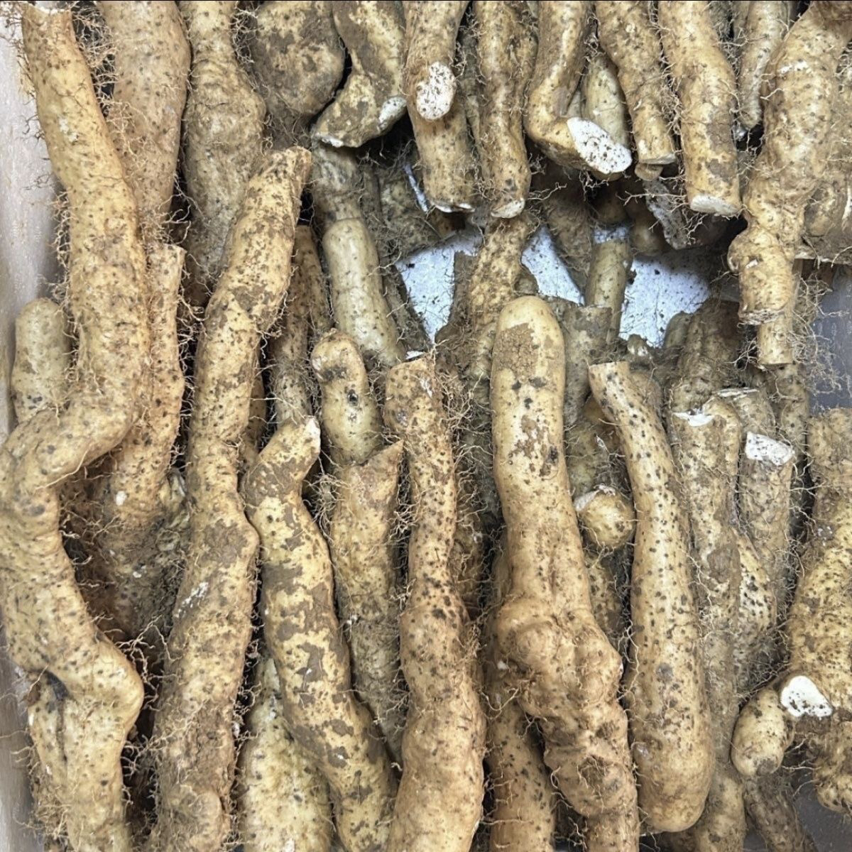 贵州本地老品种山药