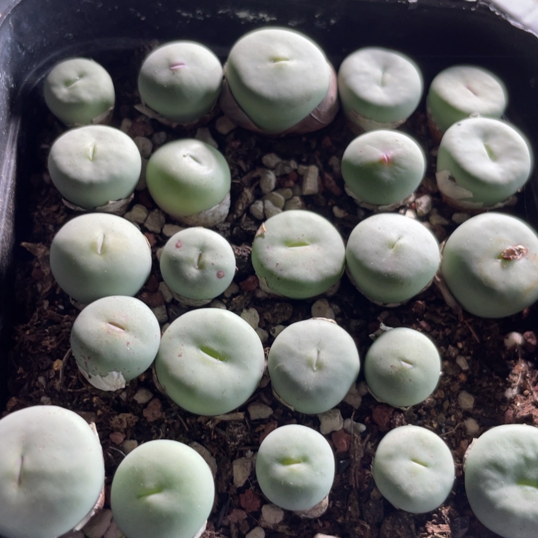 大盆特价一物一拍～20