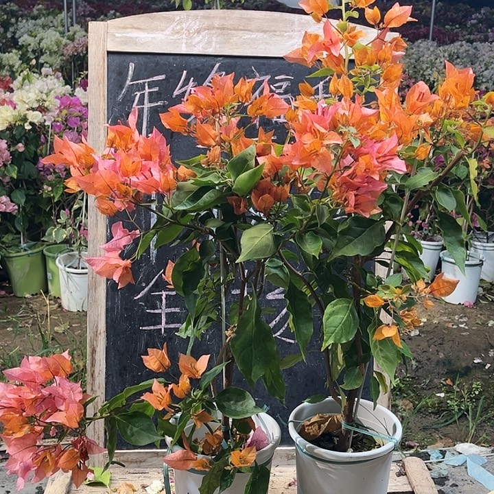 完全开放三角梅橙色火焰