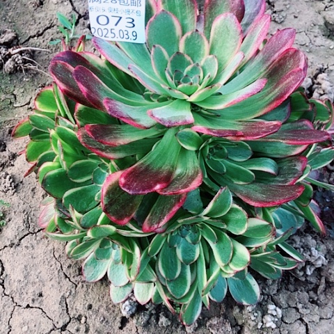 3.9-73半夏多肉植物