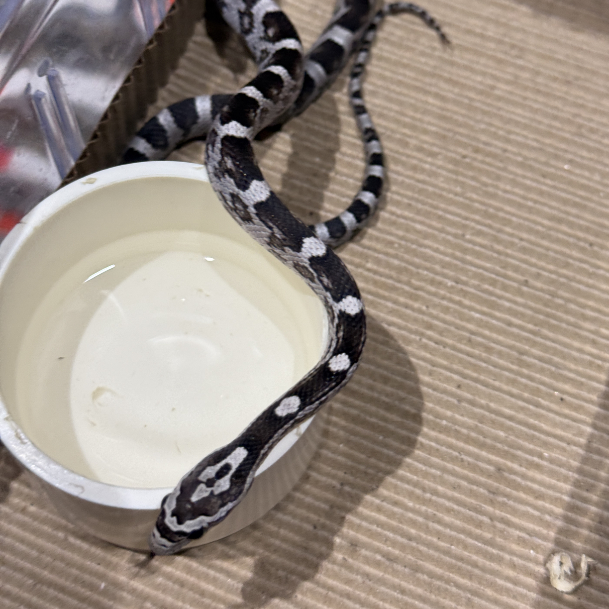 炭黑基因玉米蛇 宠物蛇 稳冻安全可上手