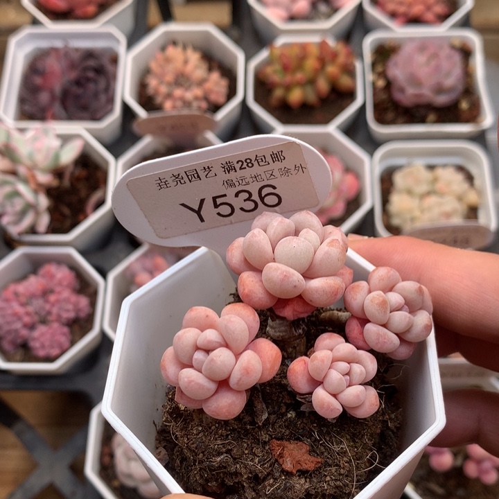 0536 小红蛋 5.5cm