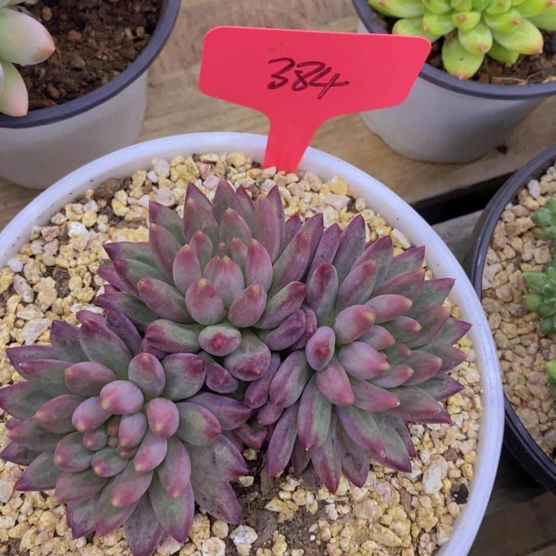 开心多肉，一单包邮2场