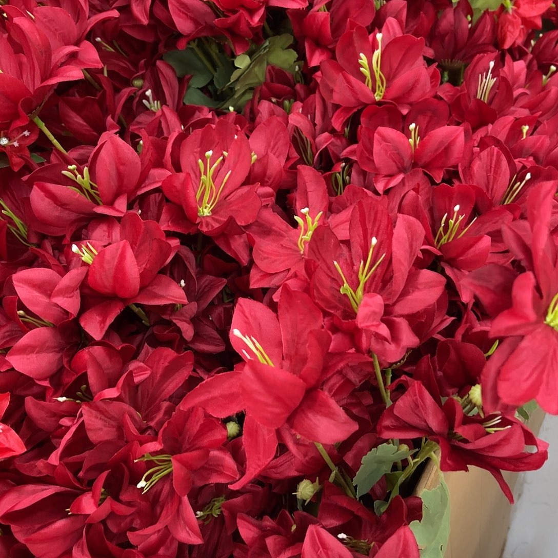 琳***哒四头雪莲10枝一份