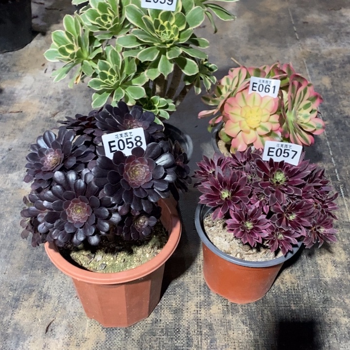 木***梅四颗组合05906105805700