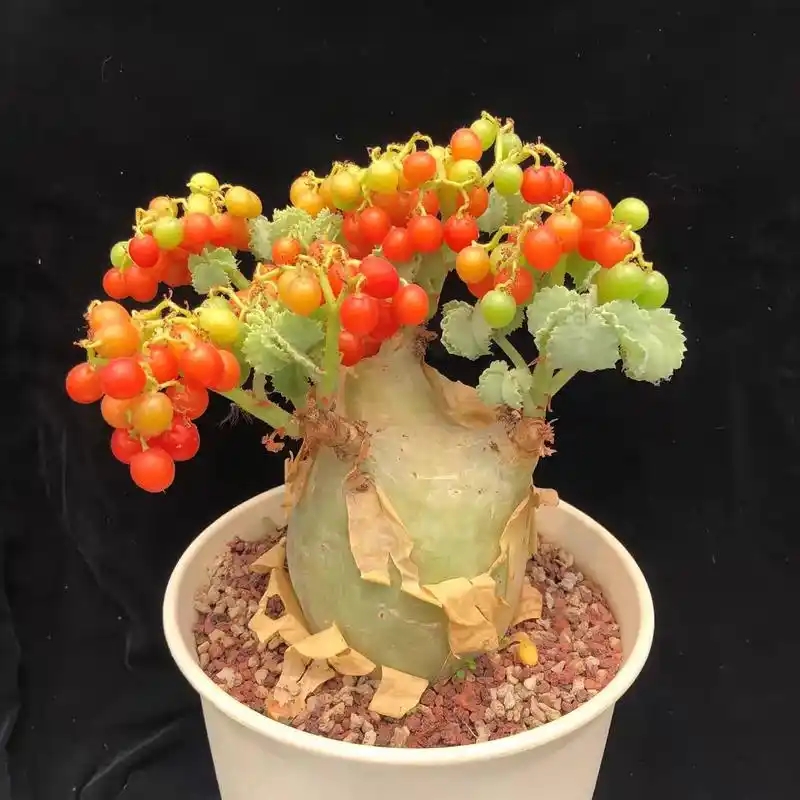 实生安哥拉葡萄翁，潮流块根好养植物盆栽