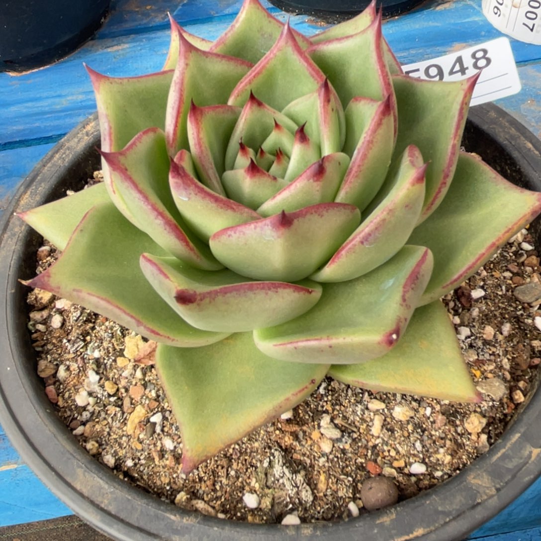 无花朵若如东云组拍E948