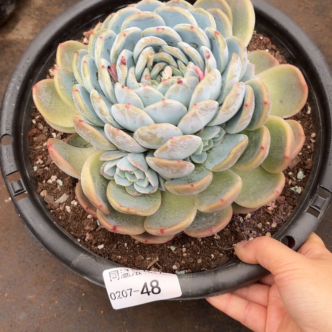 同温层多肉冰玉杂48