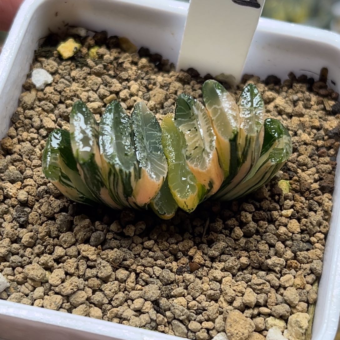 205电影玉扇锦福利专场