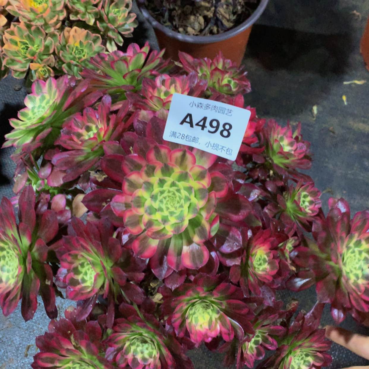 【闪购商品】498天河多肉