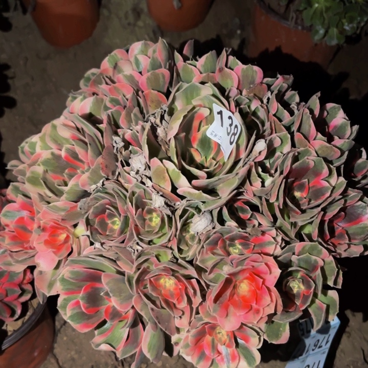 138青苹果多肉植物