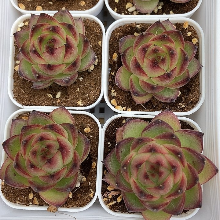 月亮石单头 一颗包邮