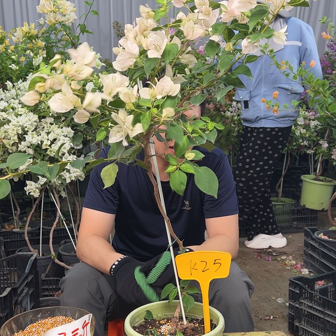 静***听大部分花苞少量开放K25暗丽