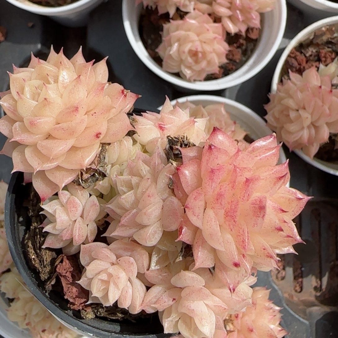 花语逸境0219-260